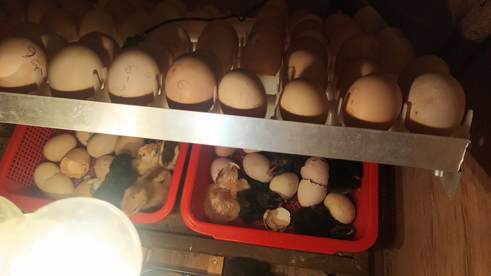 Chicken-Egg-Incubator